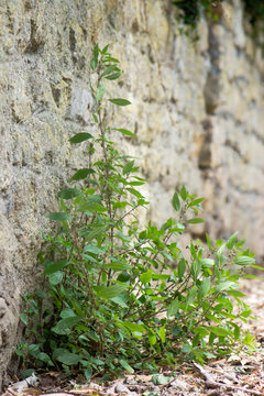 Pellitory-of-the-Wall (Parietaria judaica) plant. Plant in the nettle family (Urticaceae) growing at base of wall