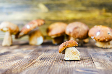Small white mushroom