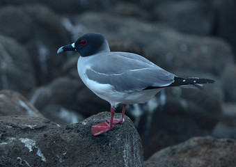 Swallow-tailed gull is sitting on the rock
