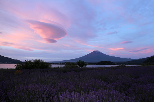 河口湖大石公園と富士山