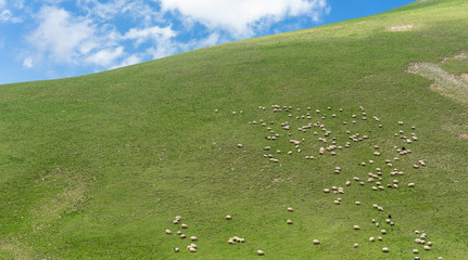 Rural Summer Landscape with Sheeps in Girusun - Turkey Highlands