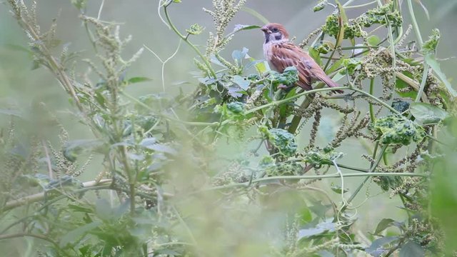 Bird in the field captured in natural environment.