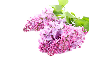 Blooming lilac flowers isolated on a white