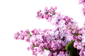 Blooming lilac flowers isolated on a white