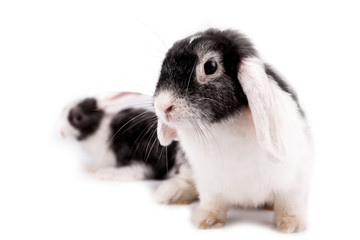 Obraz premium mother rabbit and a small rabbit