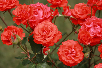 Obraz premium Roses