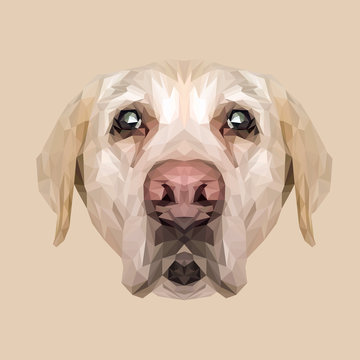 Labrador Retriever Dog animal low poly design. Triangle vector illustration.