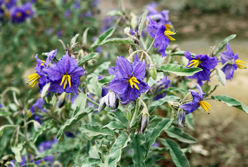 Solanum elaeagnifolium