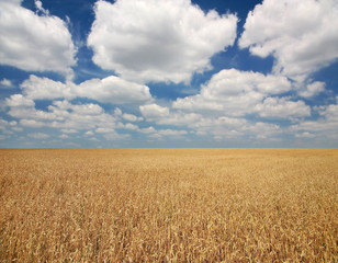 Wheat field