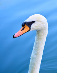 Swan head with neck against blue water