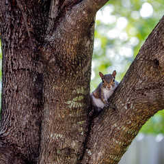Squirrel Hiding in Tree