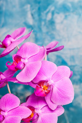 Fototapeta na wymiar Orchids bloom on blue background. Pink color. Spa card.