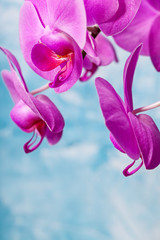 Naklejka premium Orchids bloom on blue background. Pink color. Spa card.