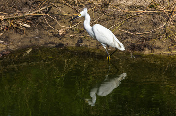 Garça-branca-pequena. (Egretta thula)