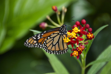 Fototapeta na wymiar Monarch Butterfly (Danaus plexippus) on Tropical Milkweed(Asclepias curassavica), Charleston, South Carolina, U.S.A.