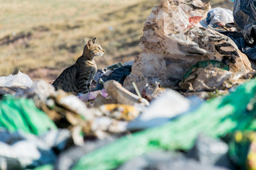 Vertedero de basuras