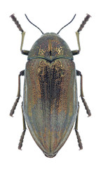 Beetle Julodis aeneipes