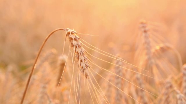  large field of wheat at sunset