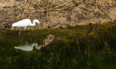 Garça-branca-pequena. (Egretta thula)