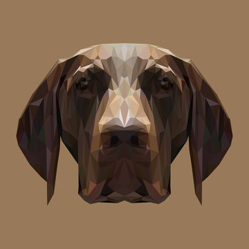 English Pointer Dog animal low poly design. Triangle vector illustration.