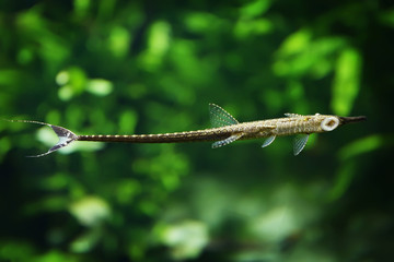 Beautiful fish in the oceanarium