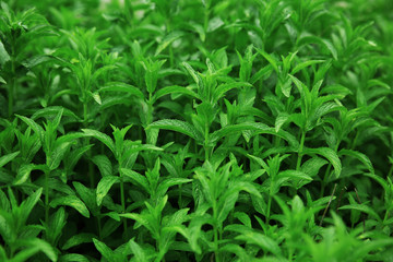 Fresh mint leaves background