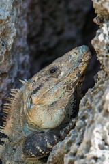 Naklejka premium Iguana