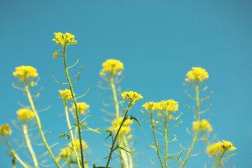 Beautiful meadow flowers on blue sky background