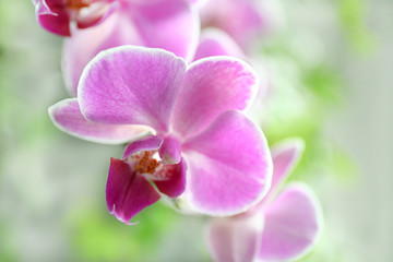Pink orchid on green background