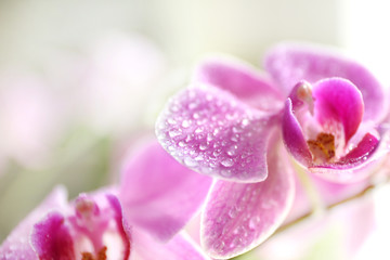 Obraz premium Pink orchid on green background