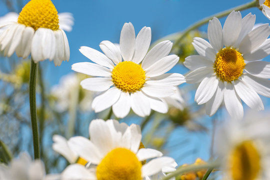 Fototapeta Chamomiles on blue sky background