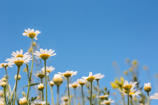 Fototapeta Chamomiles on blue sky background