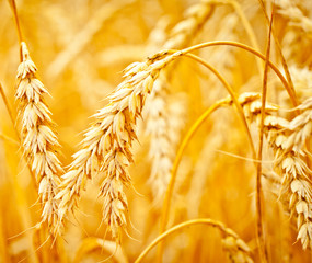 Golden ears of wheat in summer on the field.