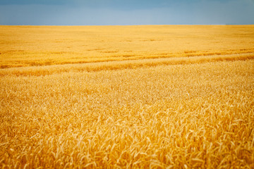 Golden wheat field and blue sky