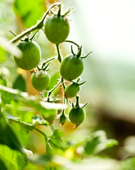 Tomatoes in the greenhouse with the ripening fruits. The reddeni