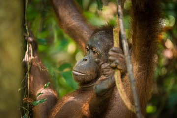 Female Orangutan © Joshua Davenport
