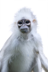 Endangered monkey with white fur