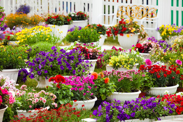 Fototapeta na wymiar Garden flowers of different colors in pots