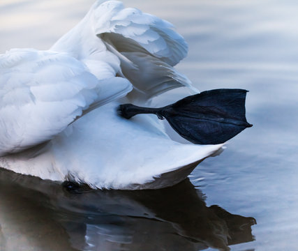 White swans on lake Narach, Minsk region, Belarus