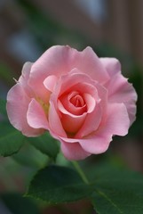 イングリッシュローズ・「アンブリッジローズ」の開花