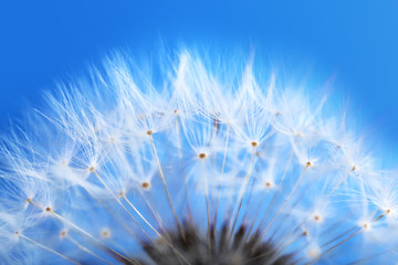 Dandelion seed head on blue background