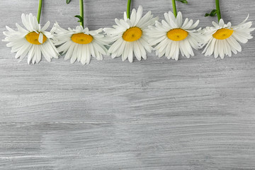 White chamomile on wooden table