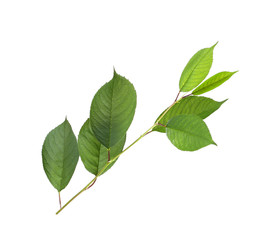 Tree branch with green leaves on white background