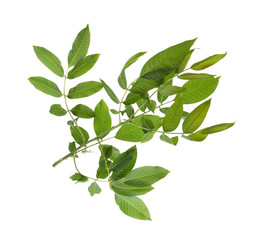 Tree branch with green leaves on white background