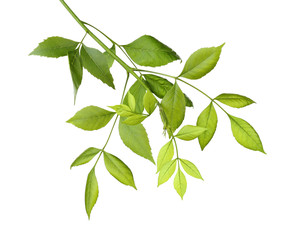 Tree branch with green leaves on white background