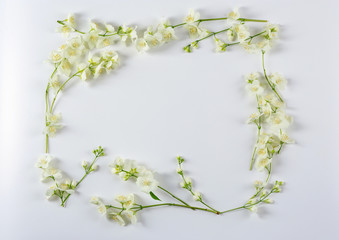Fresh jasmine flowers  on white background