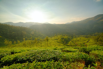 Fototapeta premium Sunrise over tea plantations in Munnar