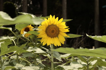 黄色いヒマワリ/夏の代名詞ヒマワリの花
