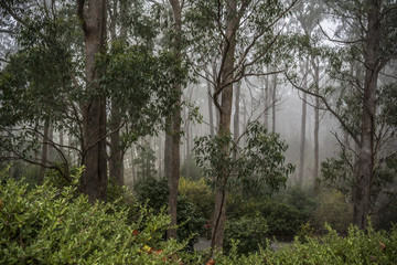 Fogged in at Mount Lofty Botanic Garden, South Australia