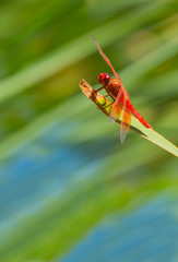 Red dragonfly